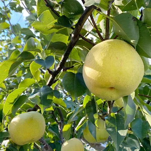 【 予約受付 】 梨 ＜20個限定＞ かおり梨 約 3kg （5～8玉） 9月中旬より順次出荷予定 令和7年度産 梨爺が作ったうんめ～かおり梨 香梨 ナシ フルーツ 果物 くだもの スイーツ 国産 秋梨 和梨 期間限定 数量限定