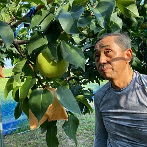 【 予約受付 】 梨 ＜20個限定＞ かおり梨 約 3kg （5～8玉） 9月中旬より順次出荷予定 令和7年度産 梨爺が作ったうんめ～かおり梨 香梨 ナシ フルーツ 果物 くだもの スイーツ 国産 秋梨 和梨 期間限定 数量限定