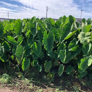 たけのこ芋 京芋 6kg 数量限定 期間限定 野菜 里芋 八つ頭 筍芋 京いも 産地直送 埼玉県 羽生市