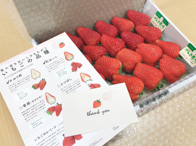 【予約】おまかせ 苺 満足セット 1.6kg 食べ比べ苺 いちご