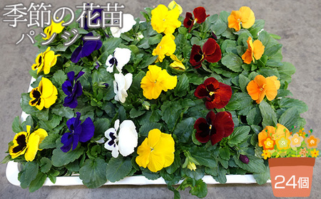 季節の花苗 パンジー 24個セット 色はミックス おまかせ 送料無料 No.046