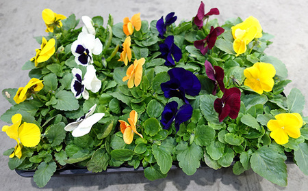 季節の花苗 パンジー 24個セット 色はミックス おまかせ 送料無料 No.046