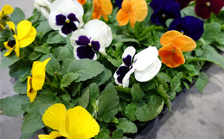 季節の花苗 パンジー 24個セット 色はミックス おまかせ 送料無料 No.046