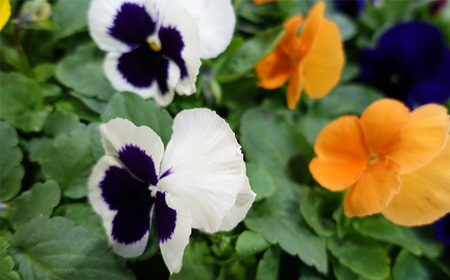 季節の花苗 パンジー 24個セット 色はミックス おまかせ 送料無料 No.046