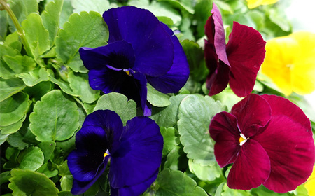 季節の花苗 パンジー 24個セット 色はミックス おまかせ 送料無料 No.046