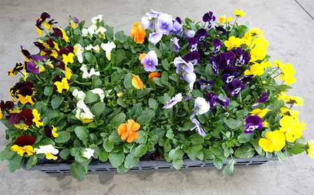 季節の花苗 ビオラ 24個セット 色はミックス おまかせ 送料無料 No.047