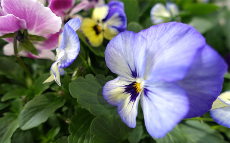 季節の花苗 ビオラ 24個セット 色はミックス おまかせ 送料無料 No.047