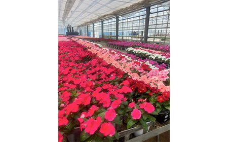 【季節の寄植えリース】ウォームセレクト*花工房すなが* No.147