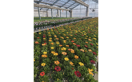 【季節の寄植えリース】ウォームセレクト*花工房すなが* No.147