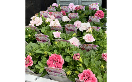 【季節の寄植えリース】ウォームセレクト*花工房すなが* No.147