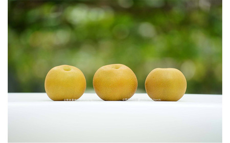 【先行予約】荒井果樹園の豊水　約5kg No.526