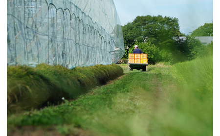 【先行予約】荒井果樹園の豊水　約5kg No.526