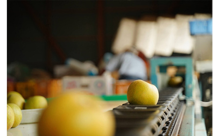 【先行予約】荒井果樹園の豊水　約5kg No.526