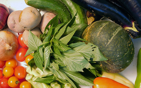 【有機野菜の定期便3ヶ月】ガバレ農場の季節の有機野菜詰め合わせセット No.527