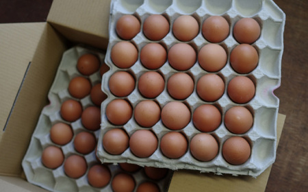 黄身がつかめる新鮮地たまごクイーンラン 赤玉50個入《定期便年4回》 No.213