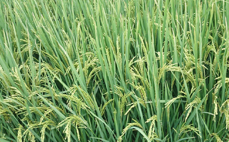 コシヒカリ 玄米10kg 埼玉県産 鴻巣市 川里 アサヒ農研 単一原料米 送料無料 No.075