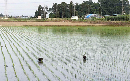 コシヒカリ 玄米10kg 埼玉県産 鴻巣市 川里 アサヒ農研 単一原料米 送料無料 No.075