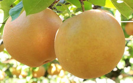 梨農家の完熟梨を使った梨ジェラート8個セット