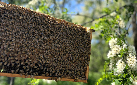 国産完熟生はちみつ 百花蜜(非加熱蜂蜜) 450g No.150
