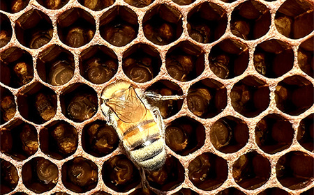 国産完熟生はちみつ 百花蜜(非加熱蜂蜜) 450g No.150