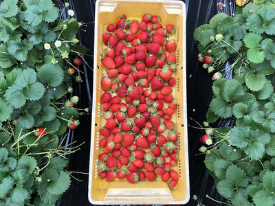 〈先行予約〉深谷市産苺 あまりん、やよいひめ食べ比べセット(4パック入り)※2パックずつ【11218-0661】