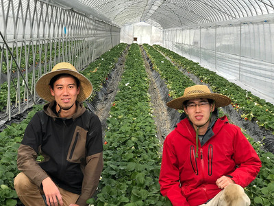 〈先行予約〉深谷市産苺 あまりん、やよいひめ食べ比べセット(4パック入り)※2パックずつ【11218-0661】