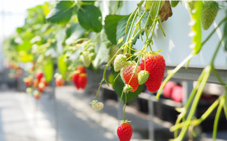 <先行受付>安藤農園 埼玉県産あまりんとフレッシュいちご 各1パック(計500g) 【11218-0711】