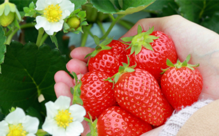 <先行受付>安藤農園 埼玉県産あまりんとフレッシュいちご 各1パック(計500g) 【11218-0711】