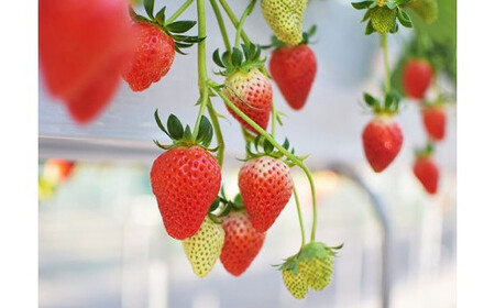 埼玉県産 あまりん 12~18粒 【11218-0689】 安藤農園