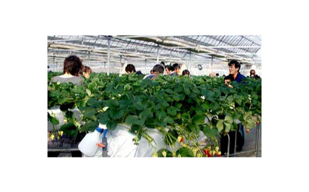 埼玉県産 あまりん 12~18粒 【11218-0689】 安藤農園