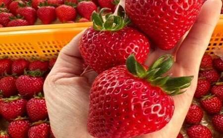 あまりん＆べにたまorかおりん食べ比べ　16粒～40粒セット　【11218-0877】