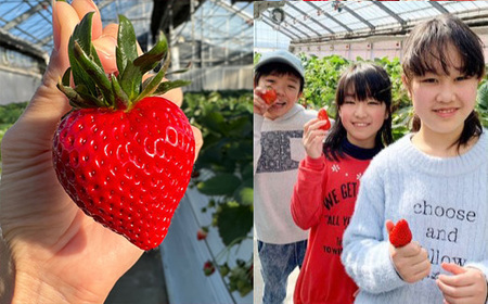 あまりん＆べにたまorかおりん食べ比べ　16粒～40粒セット　【11218-0877】