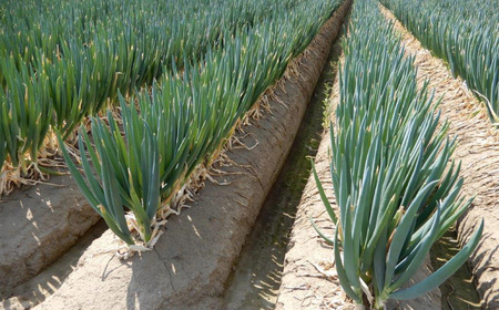 深谷ロメスコソース 1本　【11218-0910】