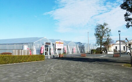 【埼玉県】人気ブランドいちご「あまりん」1箱　12粒または15粒または18粒（収穫状況により変更あり）　【11218-0943】