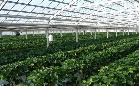 【埼玉県】人気ブランドいちご「あまりん」1箱　12粒または15粒または18粒（収穫状況により変更あり）　【11218-0943】