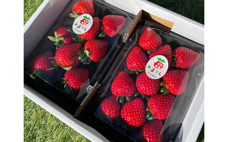 埼玉県産 贈答用 あまりん(2パック入り)【11218-0871】 木口農園