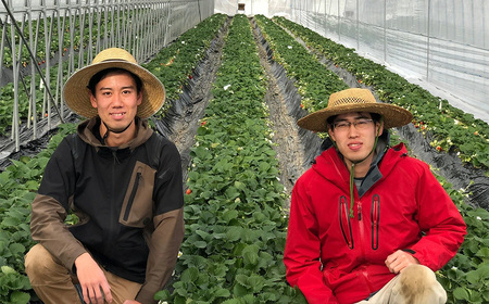 埼玉県産 贈答用 あまりん(2パック入り)【11218-0871】 木口農園