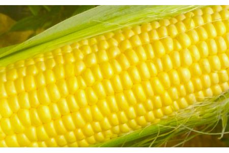 ＜先行予約＞【6・7月出荷】農家直送！とうもろこし（ゴールドラッシュ）10本箱詰め　【11218-0293】