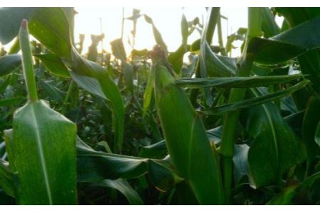 ＜先行予約＞【6・7月出荷】農家直送！とうもろこし（ゴールドラッシュ）10本箱詰め　【11218-0293】