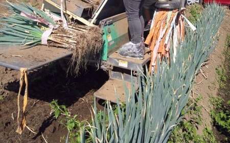 深谷でねぎ収穫体験（お土産ねぎ5kg）　【11218-0093】