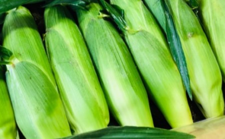 ＜先行受付：6月中旬以降出荷予定＞【農家直送】朝採りトウモロコシ＜食べ比べ2種セット＞　『味来（みらい）』6本・『ドルチェドリーム』6本　【11218-0467】 