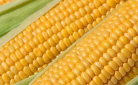 ＜先行受付：6月中旬以降出荷予定＞【農家直送】朝採りトウモロコシ＜食べ比べ2種セット＞　『味来（みらい）』6本・『ドルチェドリーム』6本　【11218-0467】 