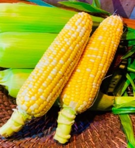 ＜先行受付：6月中旬以降出荷予定＞【農家直送】朝採りトウモロコシ＜食べ比べ2種セット＞　『味来（みらい）』6本・『ドルチェドリーム』6本　【11218-0467】 