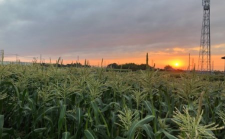 ＜先行受付：6月中旬以降出荷予定＞【農家直送】朝採りトウモロコシ＜食べ比べ2種セット＞　『味来（みらい）』6本・『ドルチェドリーム』6本　【11218-0467】 
