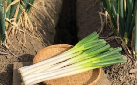 土付き深谷ネギ 10kg 【11218-0538】