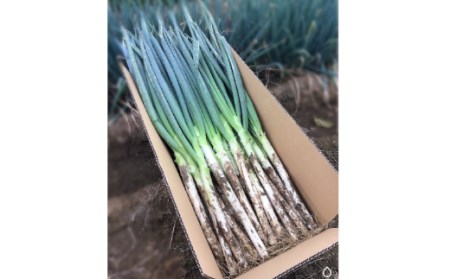 土付き深谷ネギ 10kg 【11218-0538】