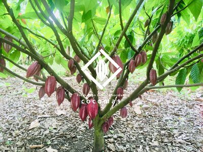 cocomas Bean to Bar chocolate ２種セット  | チョコレート チョコ 