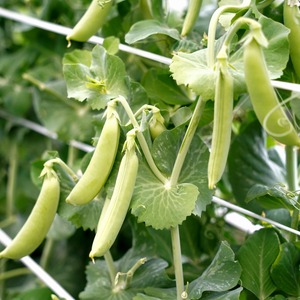 【2026年5月中旬から順次発送】【朝獲れ新鮮】北海道 せたな町産 スナップえんどう 2kg 旬 炒め お弁当 みそ汁 パスタ 天ぷら おつまみ 野菜 ふるさと納税