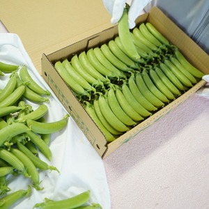 【2026年5月中旬から順次発送】【朝獲れ新鮮】北海道 せたな町産 スナップえんどう 3kg 旬 炒め お弁当 みそ汁 パスタ 天ぷら おつまみ 野菜 ふるさと納税