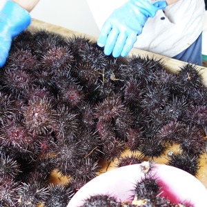 【2026年7月から順次発送】【産地直送】北海道産 塩水うに 200g キタムラサキウニ ミョウバン不使用 直送 旬 パスタ 寿司 焼き うに丼 海鮮 せたな町 ふるさと納税